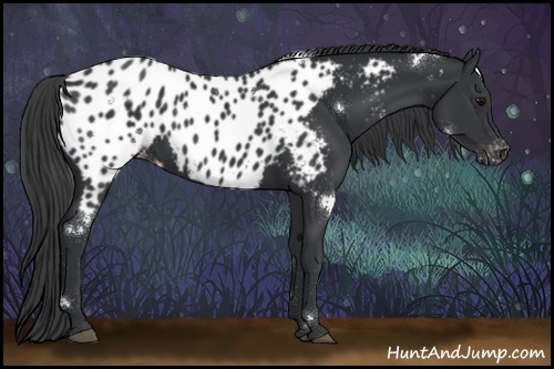 Horse Color:White Spotted Black Appaloosa 