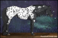 Horse Color:White Spotted Black Appaloosa