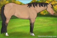 Horse Color:Bay Dun