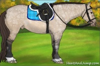 Horse Color:Bay Ice Dun Appaloosa 