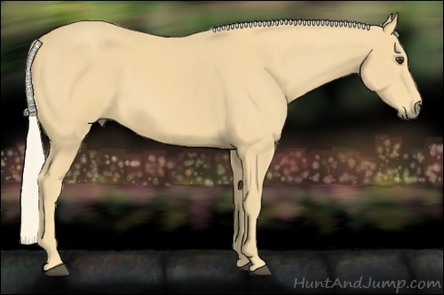 Horse Color:Palomino