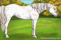 Horse Color:Palomino Ice Dun Tobiano Frame 