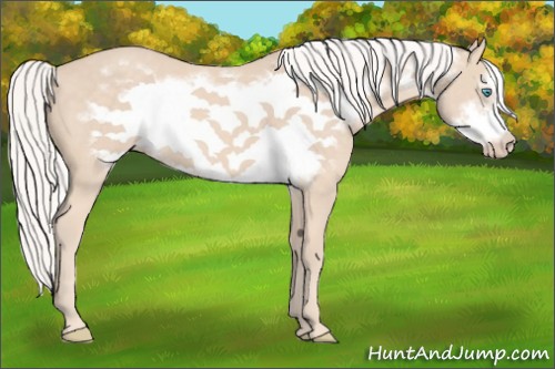 Horse Color:Silver Perlino Frame 