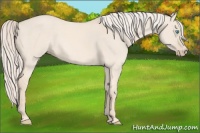 Horse Color:Cremello Dun 