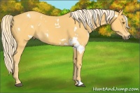 Horse Color:White Spotted Palomino 