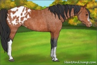 Horse Color:Bay Appaloosa 