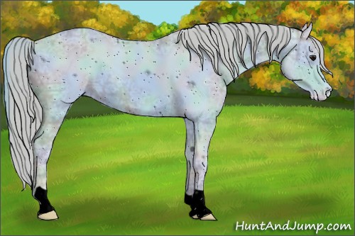 Horse Color:ERROR: UNKNOWN ANOMALY