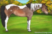 Horse Color:Bay Tobiano 