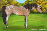 Horse Color:Buckskin Ice 