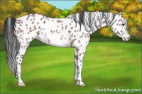 Horse Color:Bay Roan Frame Leopard 