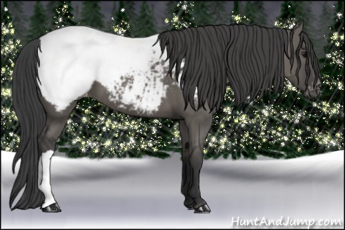 Horse Color:Grullo Snowcap 