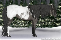 Horse Color:Grullo Appaloosa 