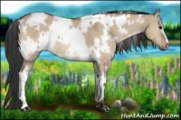 Horse Color:White Spotted Bay Dun