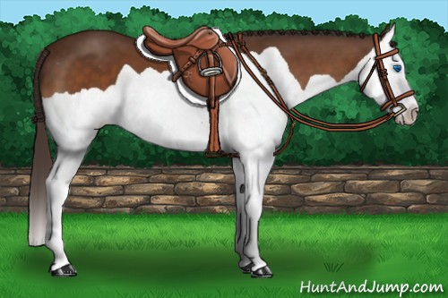 Horse Color:Buckskin Splash Appaloosa 