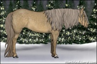 Horse Color:Chocolate Palomino Dun 
