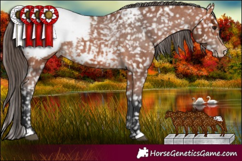 Horse Color:Bay Appaloosa 