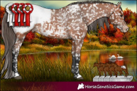Horse Color:Bay Appaloosa