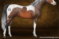 Horse Color:Bay Splash Tobiano
