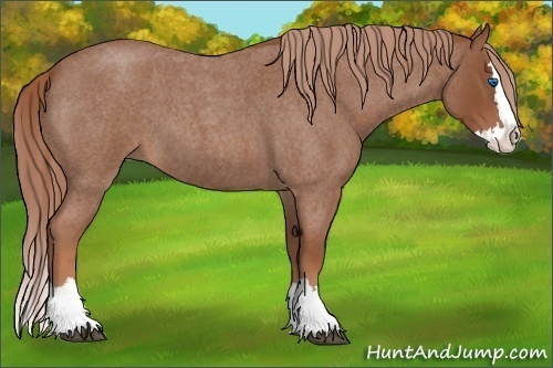Horse Color:Unknown 