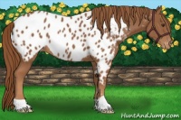 Horse Color:Chestnut Appaloosa