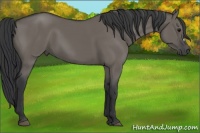 Horse Color:Grullo 