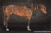 Horse Color:Chestnut  and Bay 