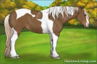 Horse Color:Chocolate Palomino Sabino Tobiano 