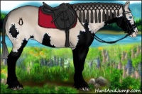 Horse Color:Bay Dun Splash 