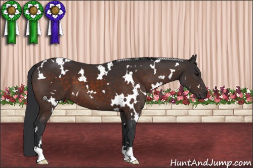 Horse Color:White Spotted Brown 