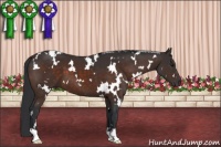 Horse Color:White Spotted Brown