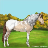 Horse Color:Amber Champagne Dun Tobiano Snowcap 