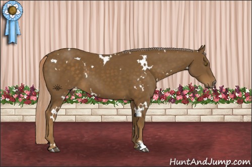 Horse Color:White Spotted Chocolate Palomino 