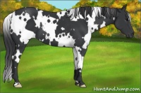 Horse Color:White Spotted Black 