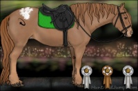 Horse Color:Red Roan Appaloosa 