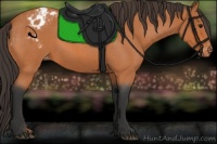 Horse Color:Bay Roan Appaloosa