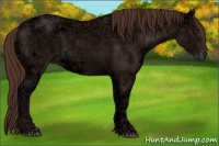 Horse Color:Liver Chestnut Ice 