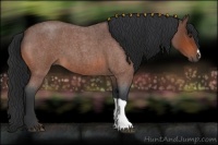 Horse Color:Bay Roan 