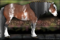 Horse Color:White Spotted Brown Roan