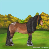 Horse Color:Bay Appaloosa 