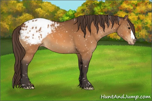 Horse Color:Buckskin Blanket