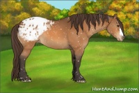 Horse Color:Buckskin Appaloosa