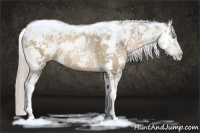 Horse Color:Chocolate Palomino Pearl Sabino 