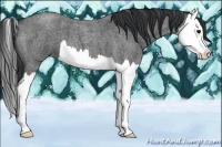 Horse Color:Blue Roan Splash 