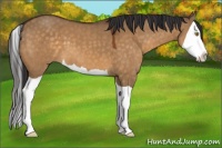 Horse Color:Buckskin Dun Splash
