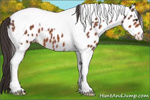 Horse Color:Bay Mushroom Tobiano Near Leopard 