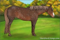 Horse Color:Liver Chestnut Appaloosa 