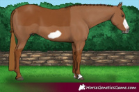 Horse Color:Gray Chestnut Frame 