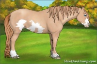Horse Color:Gold Champagne Frame 