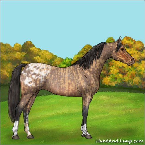 Horse Color:Buckskin Roan Rabicano  and Bay Roan Appaloosa Rabicano 