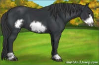 Horse Color:Black Sabino Frame
